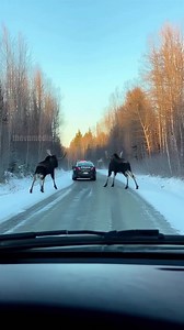 Aggressive Moose Surround and Shove Car in Frightening Viral Clip Dateline: Concord, New Hampshire – November 16, 2025 Story: Three moose were behind a scary traffic incident in New Hampshire this week after they circled a parked hatchback and began violently pushing it with their antlers—a scene captured on video that is circulating widely online. The footage shows the moose walking onto a quiet, slushy highway right at sunset. At first, they appear to be investigating, but their behavior turns