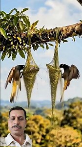 Watch the incredible nest-building process of the Montezuma Oropendola —one of nature’s most skilled