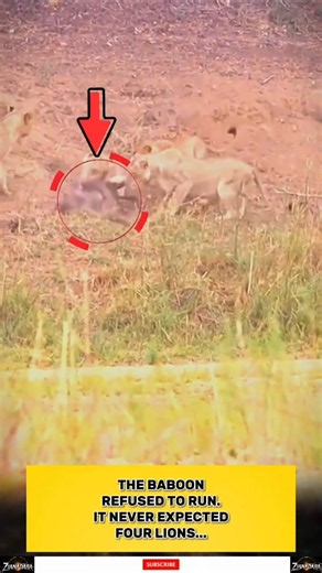 Why Didn't This Baboon Run Away? #animals #moments #shorts