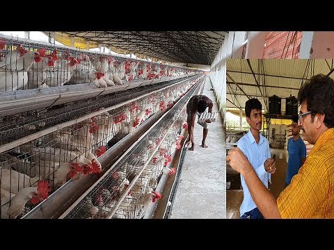Large Layer Poultry Farm Entire Tour / Biggest Layer Poultry Farm Setup.Part-3