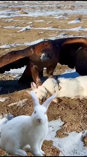Poor rabbit screaming.The eagle hunted the rabbit. . . . #nationalmuseum #JenniferLopez #JenniferAniston #MargotRobbie #nationalpark #nationalgraphic #day10 #graphic #kristenstewartstyle #ChristianBale #national #nationalparks #celebrationtime #thinline #nationalanthem #BrieLarson #nationaltrust #ElizabethOlsen #nationaldogday #nationalgraphics #National #AlexandraDaddario #PriyankaChopra #ChrisEvans #JenniferLawrence #AnneHathaway #doghealth | 7G Animals