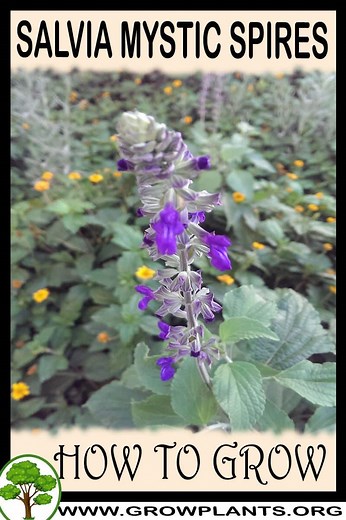 Salvia mystic spires - How to grow & care