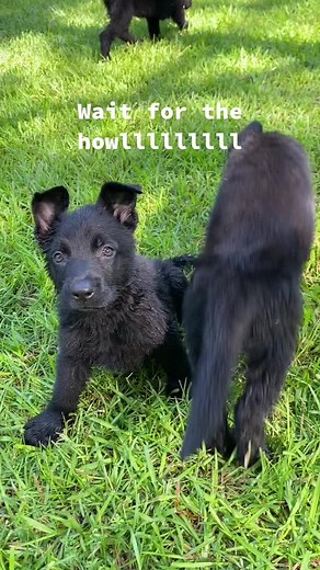 Puppy’s German shepherds to be exact. Howling puppies #puppies #puppy