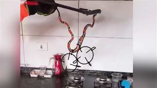 Korallenotter lauert in Küche - Familie bemerkt hochgiftige Schlange auf dem Herd