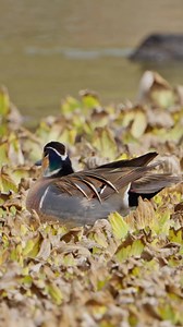 Rare 'Baikal Teal' spotted in Kathmandu after 20 years (In Video) | Merolifestyle.com