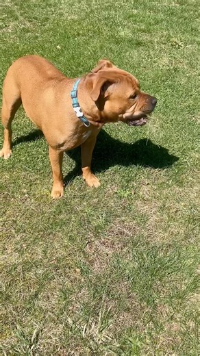 #shorts#animal#pet#dog#Mocha turned to a cow