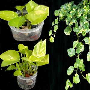 How to grow money plant tree into stone from leaves,easy for beginners | Rana Craft