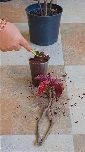 Propagation of Angel Wing Begonia Plant cuttings in cocopeat. Results in just 25 Days