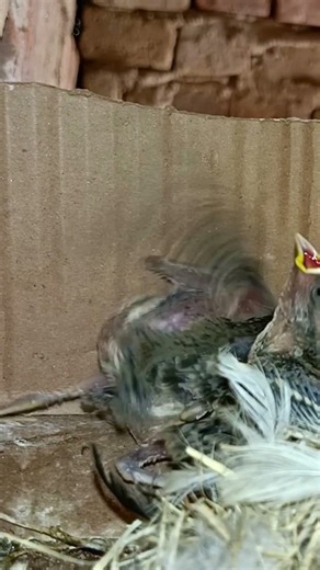 House Sparrow Babies Inside Nest Box (p 7) #shorts