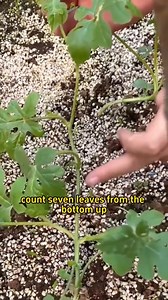 2.2K views · 18 reactions | #planttips #hydrangeas #propagate #propagateplants | Gardening Ideas | Facebook