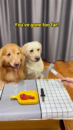 1.5M views · 18K reactions | Doggo: Whoa, they’re bringing out the real deal?!#petslife #petparents #mansbestfriend #foryoupate #dogsofinstagram #dogstagram #doglife #Labrado #doglover #dog #pets #funnyvideo | Simba and Tangyuan | Facebook