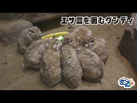 エサ皿絵を囲むグンディたち（埼玉県こども動物自然公園 公式/SaitamaChildrensZoo official ）
