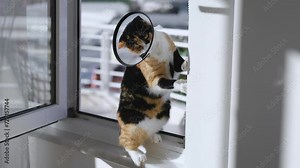 Playful calico cat in a cone collar sitting on window and playing with rope