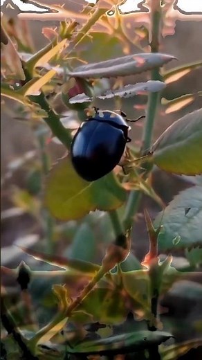 How did the Worm Turn Itself into a Copula? #shorts #animals