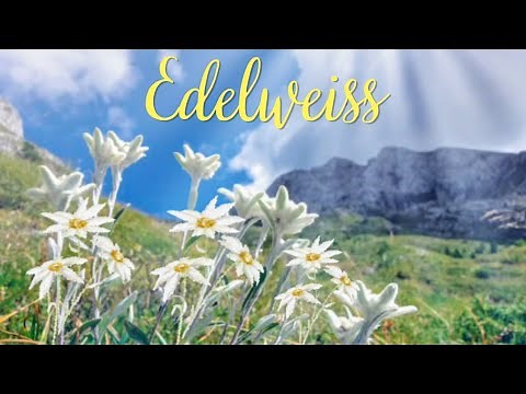 The Sound of Music | Edelweiss (Lyrics)