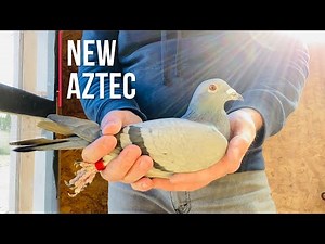 New Aztec racing pigeon and 2022 1st round of young birds