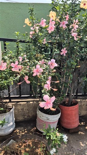 gurhal cutting se bht easy grow hota hay #youtubeshorts #garden #flower #plants #gurhal#