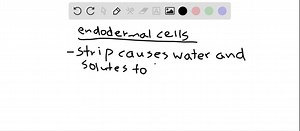A  strip in endodermal cell walls forces water and solutes to move through root cells, not around them. a. cutin b. lignin c. Casparian d. cellulose | Numerade