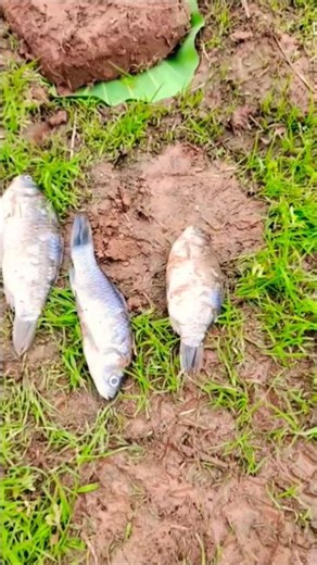 As the tide went out, four to five fish got trapped, so I released them back into the deep water