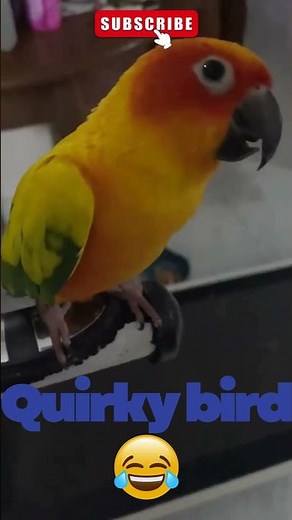 Funny Sun Conure Playing with Its Tongue 🐦☀️😂 | Hilarious Parrot Moments