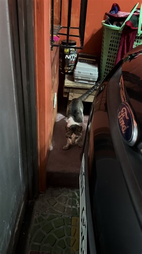 Hey Straynger (@heystraynger)’s videos with original sound - Hey Straynger