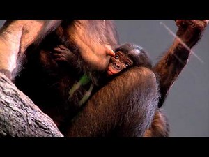 Zoo Shows Off Newest Baby Bonobo - Cincinnati Zoo