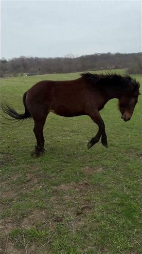 Silly pony 🤪😅 #minihorse #equestrian #farmdiaries