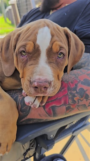 Chocolate tri female American Bully XL #americanbully #bully #bullybreed #dogsofinstagram #abkc #pitbull #dog #puppy #bullylove #dogs #bullylife #americanbullies #bullyworldwide #bulliesofinstagram #pocketbully #puppiesofinstagram #life #xlbully #dontbullymybreed #bullies #puppies #exoticbully #pitbullsofinstagram #puppylove #bullymagazine #americanbullypuppy #bullyworld #doglover #bulldog #bullypuppies #dogoftheday #americanbullypocket #instadog #americanbullyworld #microbully #doglovers #ameri