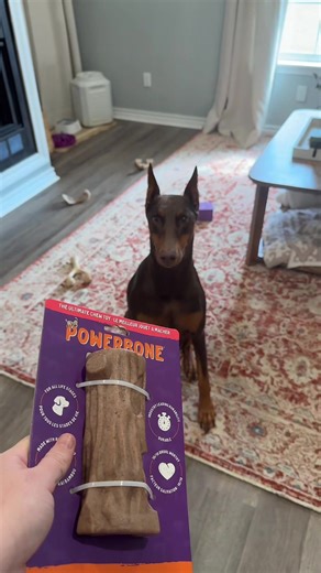 Meet Nova: The Ultimate Dog Bone Collector!