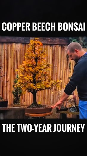 Taming a Copper Beech Bonsai: The Two-Year Journey I thought I would put together the last two years of videos on this bonsai tree, from a wild bush to a bonsai tree, taming its extended growth and getting it back in shape so we can start working on building the ramification that we started working towards this year. Over the next two years, this tree will really start to progress and look more compact. It's also due for a nice, suitable ceramic pot next year. #bonsai #garden #japan #bonsaitree 