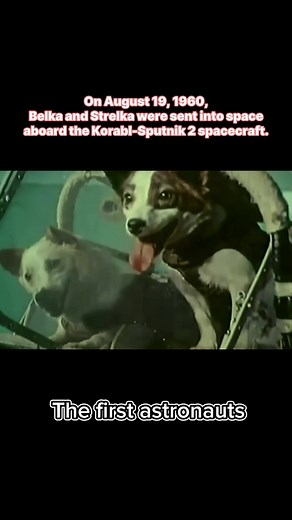 Belka and Strelka: Pioneers of Space Exploration