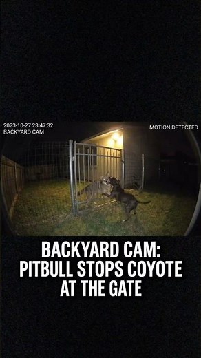Pitbull vs Coyote at the Gate… Who Wins? 🐕🐺