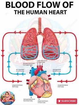 #bloodflowhealth #biologydiagram #medicalstudents #heart #biology #science #medical #viralvideo