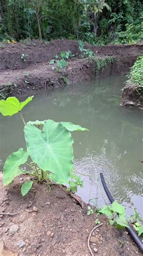 Tilapia Farming Tips and Recipes for Backyard Gardens