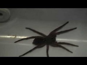Giant Garage Spider