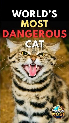 World’s Most Dangerous Cat 😼 | The John Wick of the Animal Kingdom