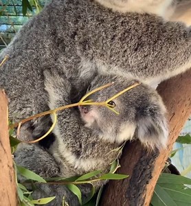 Frühlingszeit bedeutet Paarungszeit für Koalas und Koalamütter können ab und zu von Männchen belästigt werden, was mitunter keine guten Folgen für den bereits vorhandenen Nachwuchs haben kann. Dobby erfuhr dies am eigenen Leib. ⁠ ⁠ Der gerade erst sieben Monate alte Koala landete auf dem Boden, nachdem seine Mutter Shontana wohl von einem Männchen verfolgt wurde. Er war vom Baum gefallen und noch zu klein, um wieder alleine hochzuklettern. Noch dazu war Koalamutter Shontana so gestresst von der 