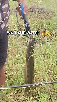 Monster Snakehead Dragged Out! 😱 Beauty Revealed! #SnakeheadFishing #Viral 🔥🔥