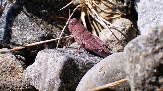 Exceptionally Rare Pink Grasshopper Is Chonky, Adorable—and a Genetic Miracle