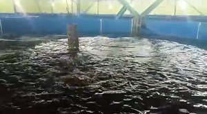 12 reactions | What is recirculating aquaculture systems (RAS) RAS -...