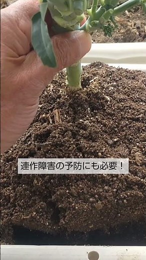 プランターの土の再生 プランターの土は これさえすれば永久に使えます 連作障害の予防にもなります！必ずして下さい！