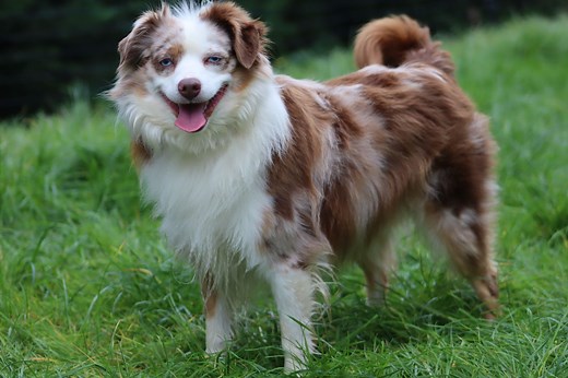 Miniatur Australian Shepherd Deckrüde, 36 cm, red merle, blaue Augen, Toy Aussie, Mini Aussie
