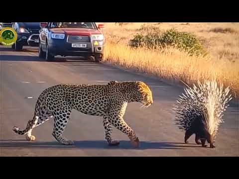 10 Moments When Predators Failed