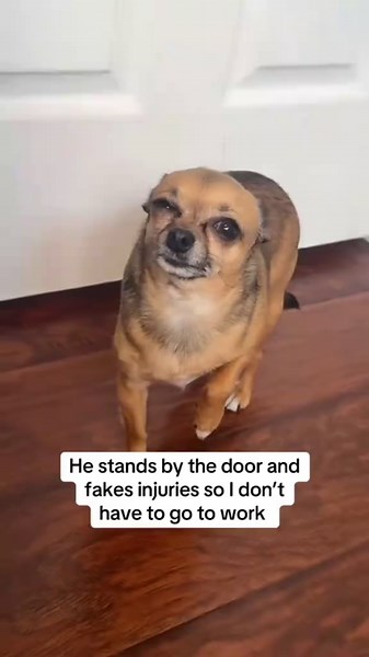Tiny Chihuahua Big Attitude: Funny Dog Moments Compilation