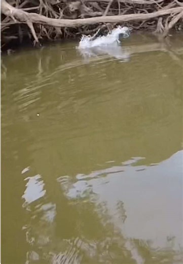 Midday surface hits #murraycod #fyp #xyzbca #topwater #cod