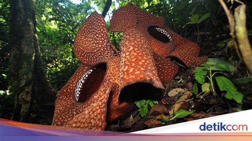 3 Bunga Nasional Indonesia, Apa Saja Jenis dan Habitatnya?