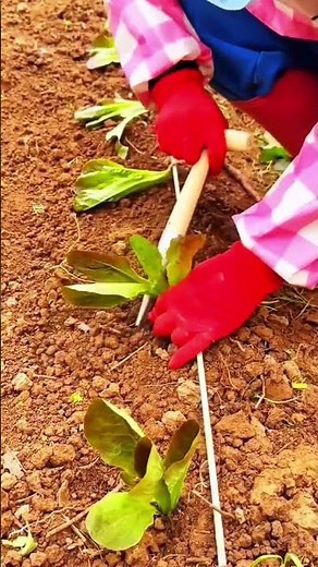 Techniques for planting tree seedlings using simple tools to make it easier