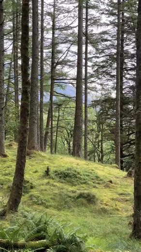 The Glencoe Greenway takes you right into the heart of glen! It's one of hundreds of miles of paths our footpath team has restored and maintained, thanks to twenty-five years of support for the Footpath Fund. In celebration of this milestone, we’ve created Walk 25 – a selection of twenty-five brilliant walks for you to enjoy at our places; visit https://www.nts.org.uk/maps/walk-25 to discover more. 📍 Where: Glencoe Greenway, Glencoe National Nature Reserve NTS, PH49 4HX 📈 Difficulty: Moderate 