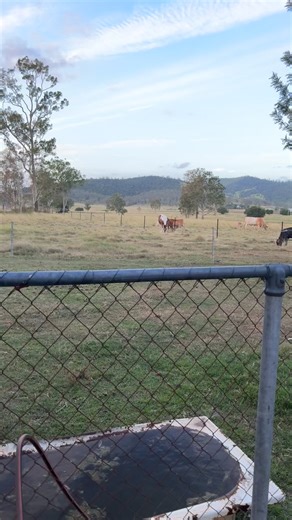 Friendly Calf Interactions on the Farm