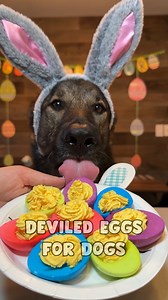 Colorful Deviled Eggs For Dogs Recipe | Jade the Sable GSD